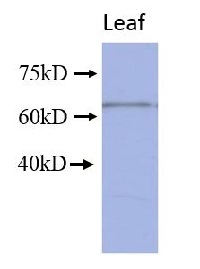 U-box domain-containing protein 12 in the group Antibodies for Plant/Algal / Developmental Biology / Signal transduction at Agrisera AB (Antibodies for research) (AS13 2728)